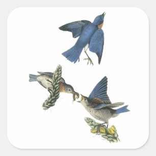 Östra Bluebird, John Audubon Fyrkantigt Klistermärke