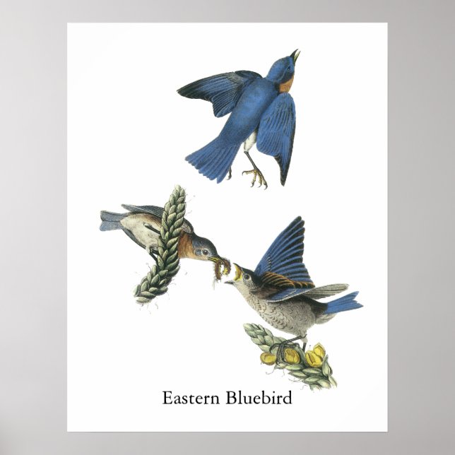 Östra Bluebird, John Audubon Poster (Framsidan)