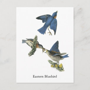 Östra Bluebird, John Audubon Vykort