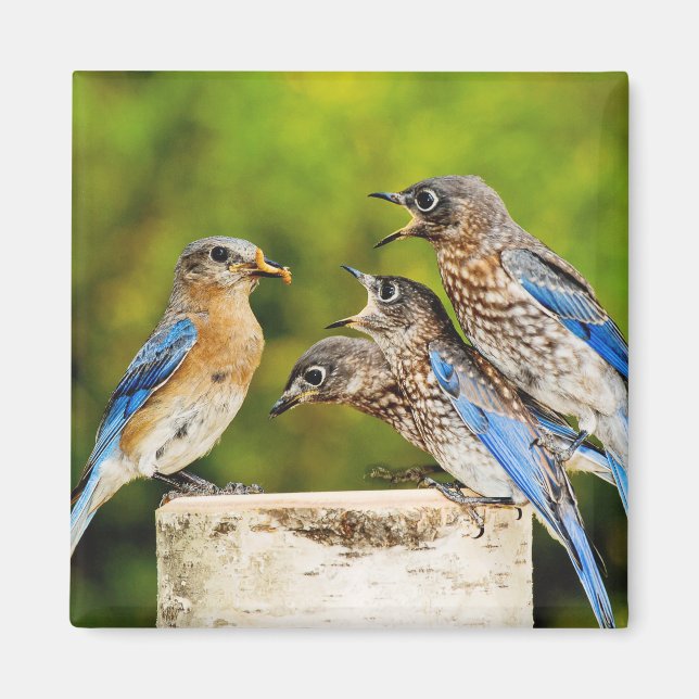 Östra Bluebird Magnet (Framsidan)