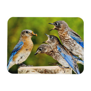 Östra Bluebird Magnet