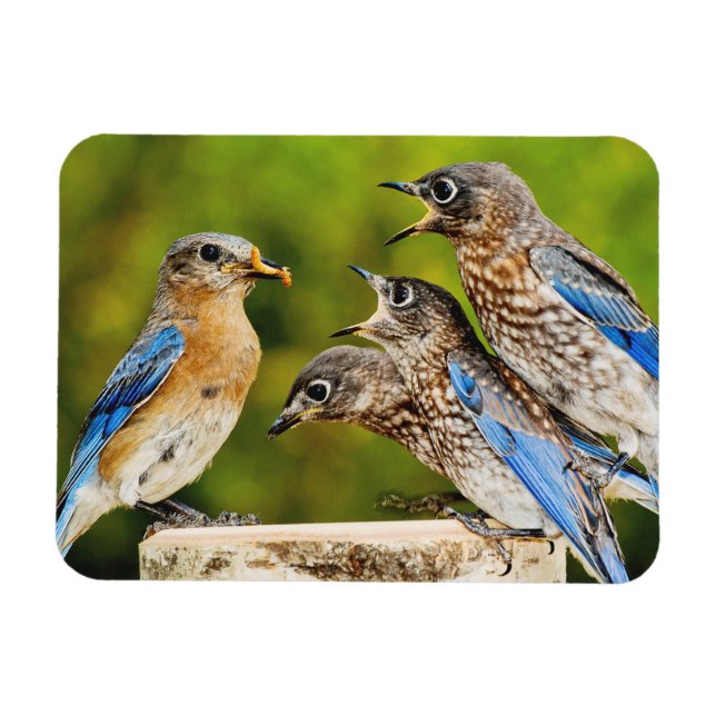 Östra Bluebird Magnet (Horisontell)