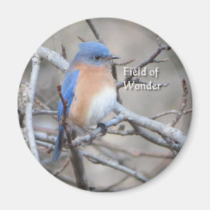 Östra Bluebird magnet