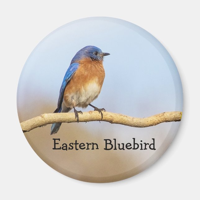 Östra Bluebird Magnet (Framsidan)