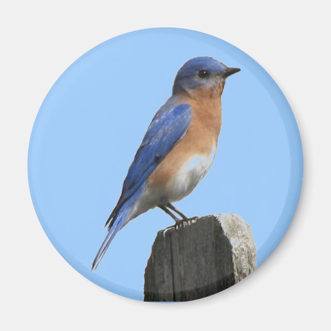 Östra Bluebird Magnet (Framsidan)
