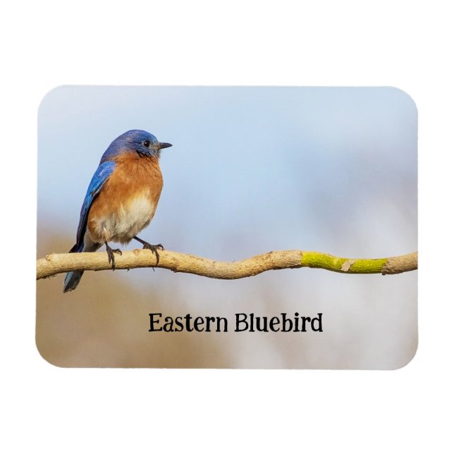Östra Bluebird Magnet (Horisontell)