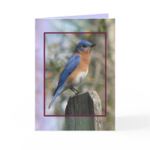 Östra Bluebird Male Card