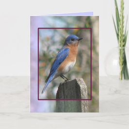Östra Bluebird Male Card Helgkort