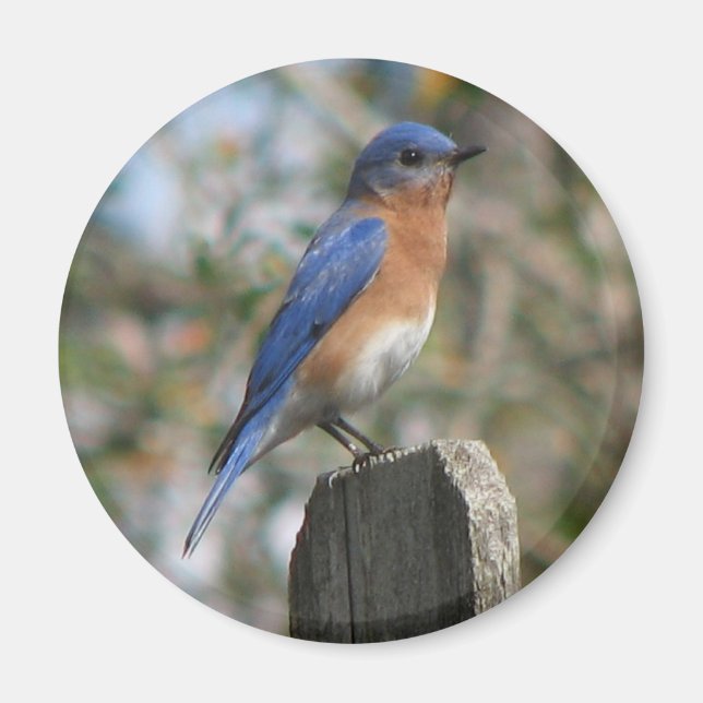 Östra Bluebird Male Magnet (Framsidan)