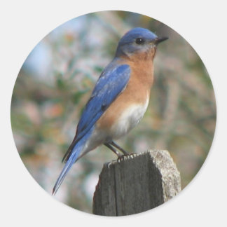 Östra Bluebird Male Sticker Runt Klistermärke