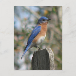 Östra Bluebird Male-vykort Vykort
