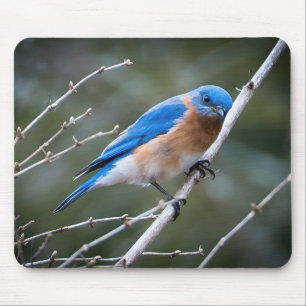 Östra Bluebird Musmatta
