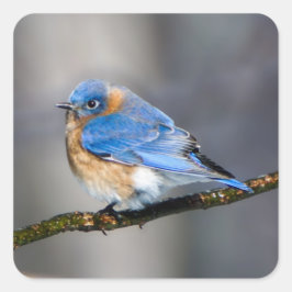 Östra Bluebird on Ice Covered Limb Sticker Fyrkantigt Klistermärke