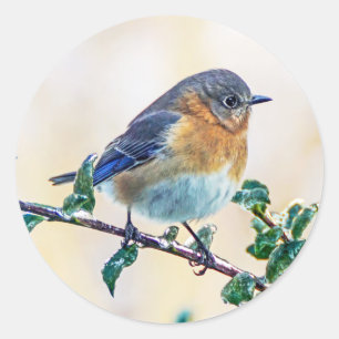 Östra Bluebird on Limb Round Sticker Runt Klistermärke