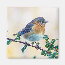 Östra Bluebird on Limb Square Magnet