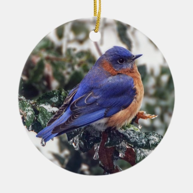 Östra Bluebird på julhelgen Ornament (Framsidan)