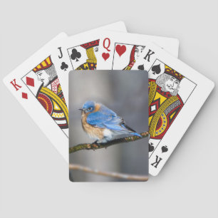 Östra Bluebird på kalkskivor Spel Kort
