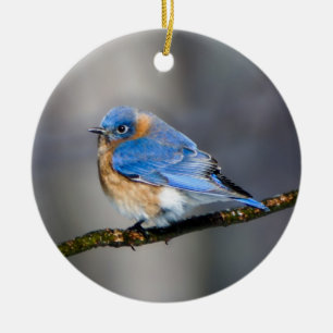 Östra Bluebird på Limb-julen Ornament
