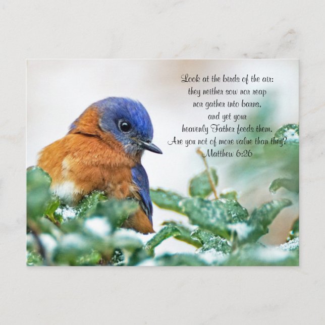 Östra Bluebird Postcard Matthew 6:26 Vykort (Framsida)
