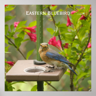 Östra Bluebird Poster