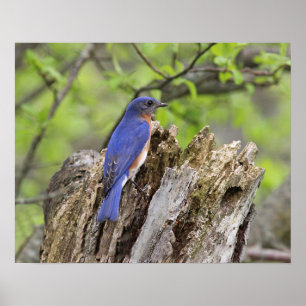 Östra Bluebird Poster