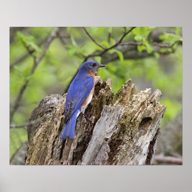 Östra Bluebird Poster (Framsidan)