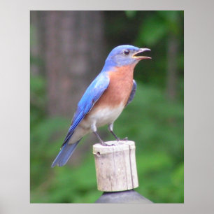 Östra Bluebird Poster