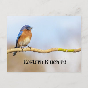 Östra Bluebird Vykort