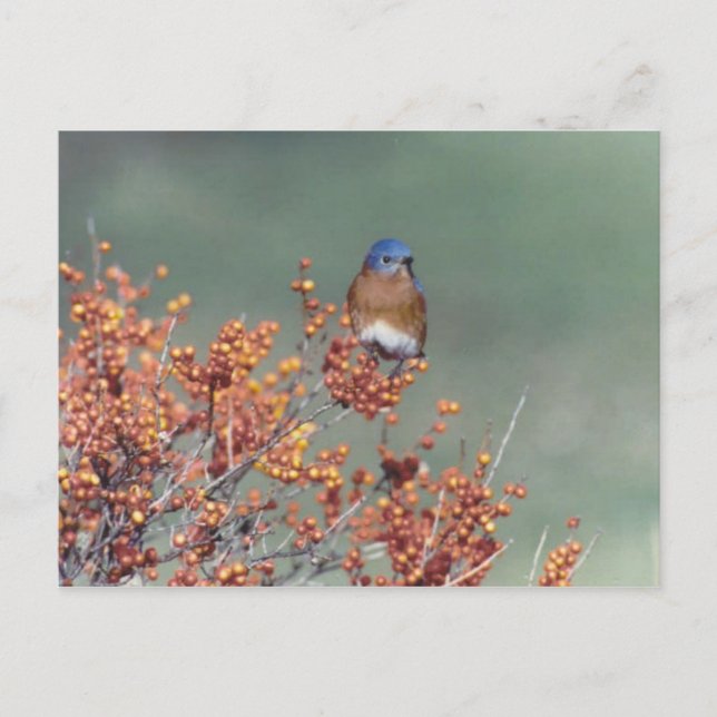 Östra Bluebird Vykort (Framsida)