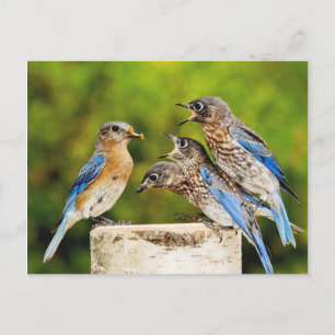 Östra Bluebird Vykort