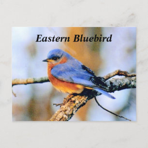 Östra Bluebird Vykort