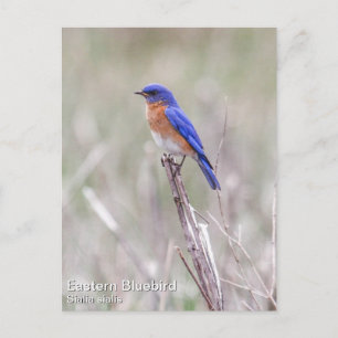 Östra Bluebird Vykort