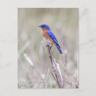Östra Bluebird Vykort