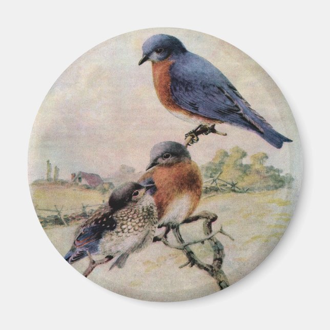 Östra Bluebirds med Baby Bird Magnet (Framsidan)