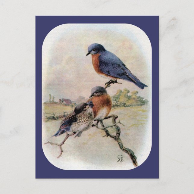 Östra Bluebirds med Baby Bird Vykort (Framsida)