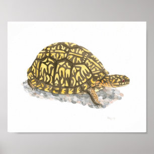 Östra Box Turtle Fine Art Print Poster
