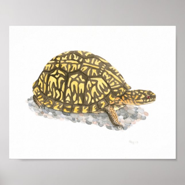 Östra Box Turtle Fine Art Print Poster (Framsidan)