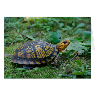 Östra Box Turtle Hälsningskort