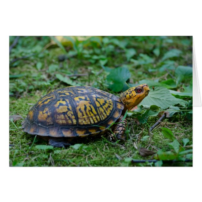 Östra Box Turtle Hälsningskort (Framsidan Horizontal)