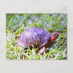 Östra Box Turtle Louisiana Vykort