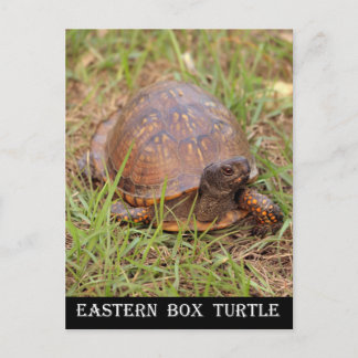 Östra Box Turtle (North Carolina och Tennessee) Vykort