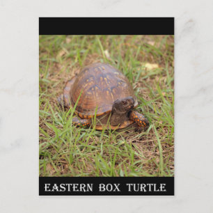 Östra Box Turtle (North Carolina och Tennessee) Vykort