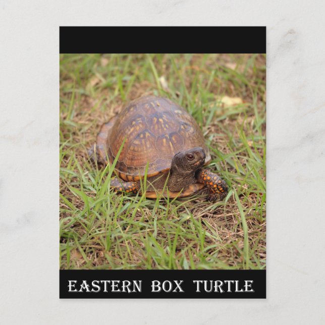 Östra Box Turtle (North Carolina och Tennessee) Vykort (Framsida)