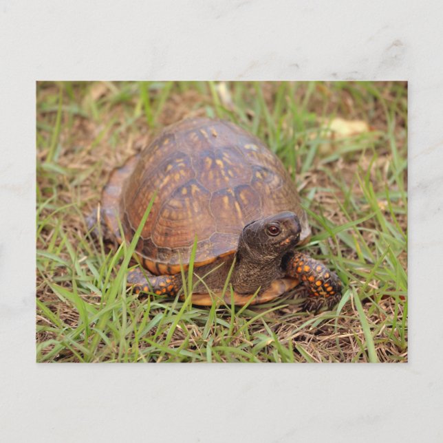 Östra Box Turtle (North Carolina och Tennessee) Vykort (Framsida)