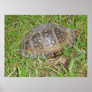 Östra Box Turtle Peeking Poster
