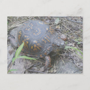 Östra Box Turtle Postcard #1 Vykort