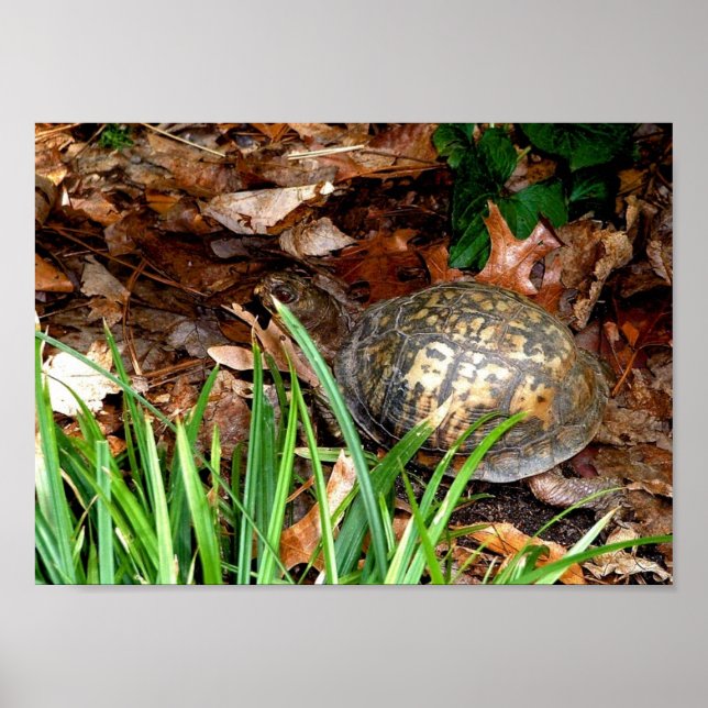Östra Box Turtle Poster (Framsidan)