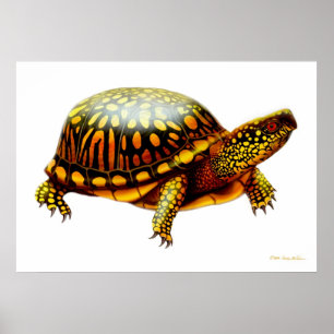 Östra Box Turtle Print Poster