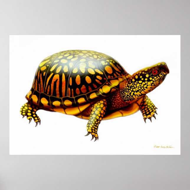Östra Box Turtle Print Poster (Framsidan)