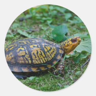 Östra Box Turtle Runt Klistermärke